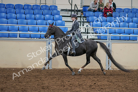 2020 - AB Morgan Horse - Sat, Sept 05 - 13734