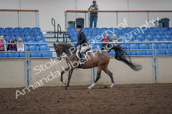 2019 Morgan Horse Show - Aug 31, 2019 - 16042