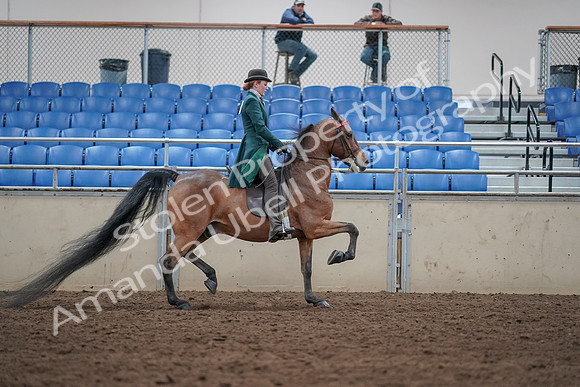 2019 Morgan Horse Show - Sept 01, 2019 - 13369
