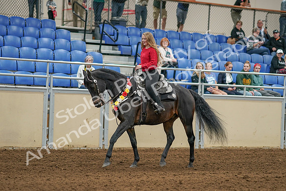 2020 - AB Morgan Horse - Sat, Sept 05 - 10361