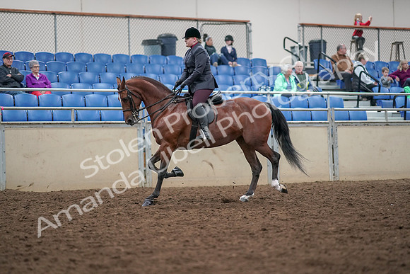 2019 Morgan Horse Show - Aug 30, 2019 - 20249