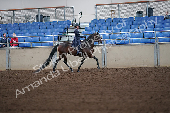 2019 Morgan Horse Show - Aug 30, 2019 - 18033