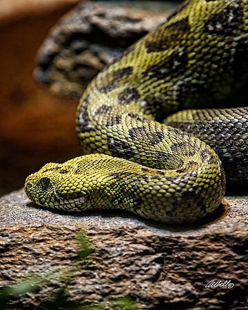 Zoo - 008