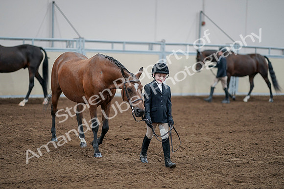 2020 - AB Morgan Horse - Fri, Sept 04 - 00830