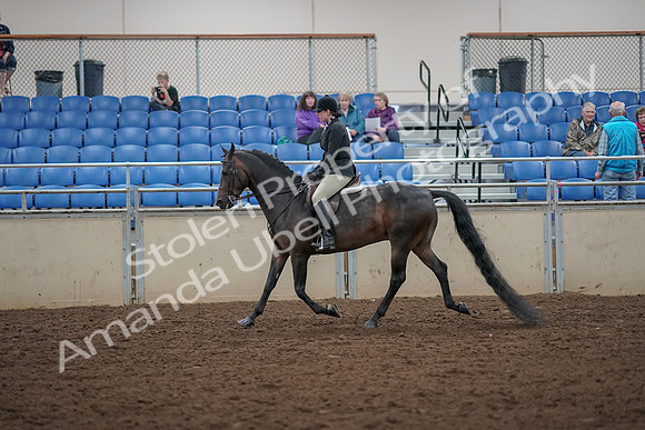 2019 Morgan Horse Show - Aug 30, 2019 - 27192