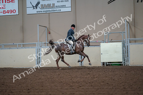 2019 Morgan Horse Show - Aug 30, 2019 - 17580