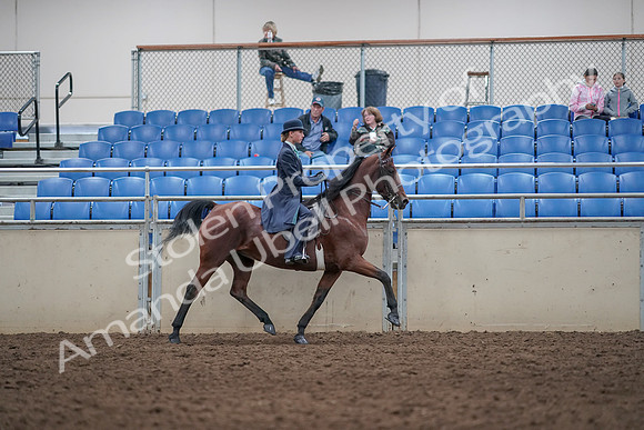 2019 Morgan Horse Show - Aug 31, 2019 - 08883