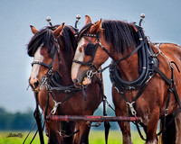 Horse Pull - 006