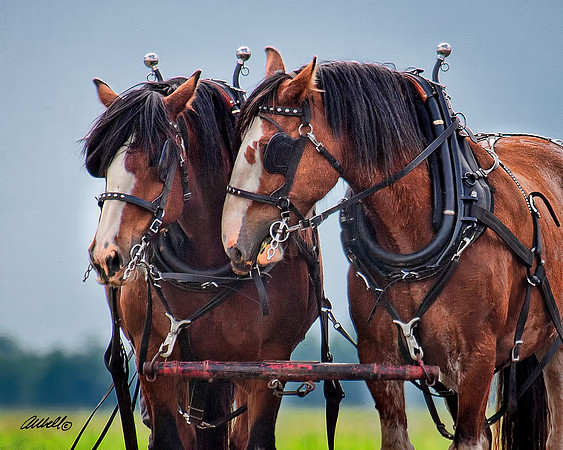 Horse Pull - 006