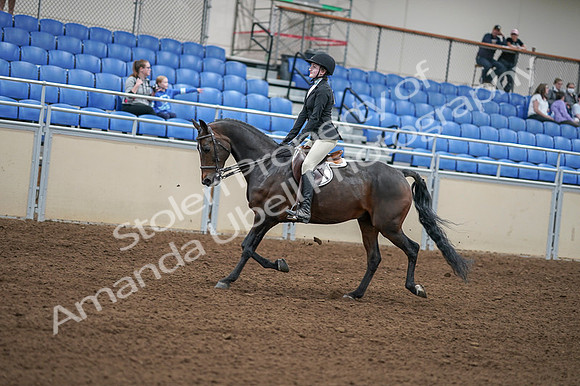 2020 - AB Morgan Horse - Fri, Sept 04 - 05836