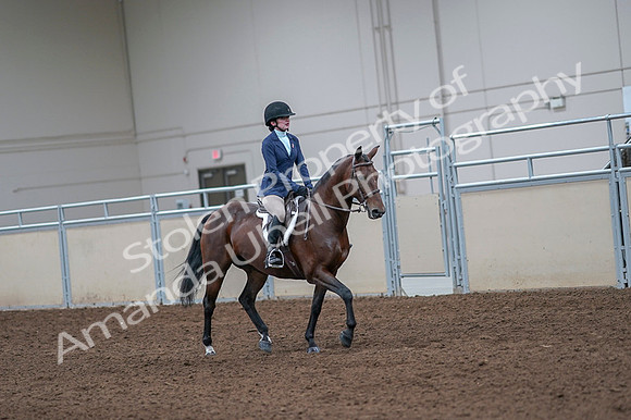 2020 - AB Morgan Horse - Fri, Sept 04 - 06065