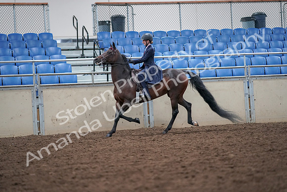 2019 Morgan Horse Show - Aug 30, 2019 - 17798