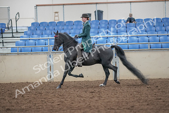 2019 Morgan Horse Show - Aug 30, 2019 - 15421
