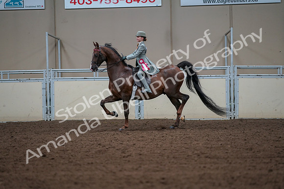 2019 Morgan Horse Show - Aug 30, 2019 - 18246
