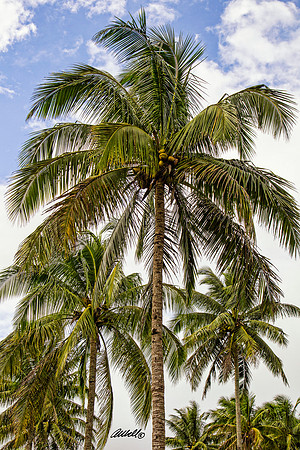 Jamaica - 035