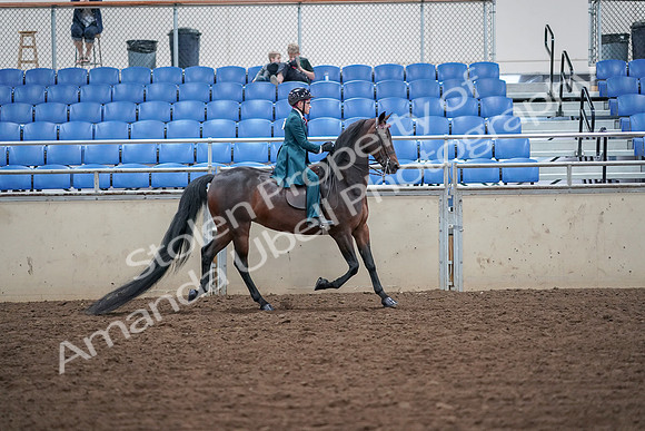 2019 Morgan Horse Show - Aug 30, 2019 - 18185