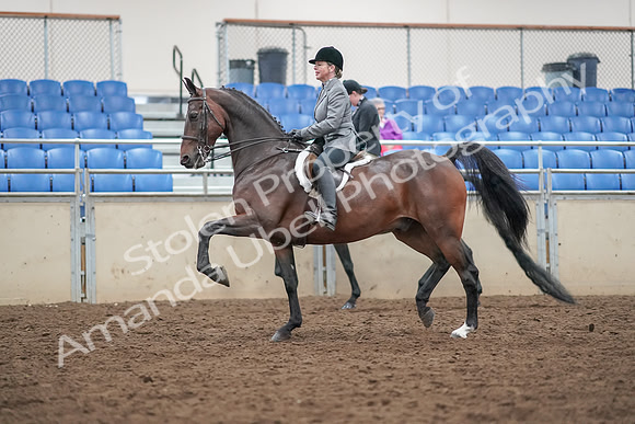 2019 Morgan Horse Show - Aug 30, 2019 - 20186