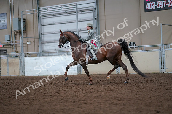 2019 Morgan Horse Show - Aug 30, 2019 - 18276