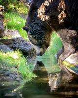 Wild Animals