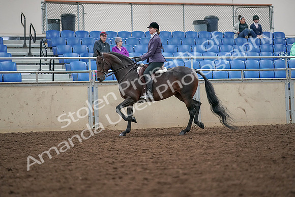 2019 Morgan Horse Show - Aug 30, 2019 - 20140