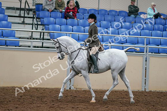 2020 - AB Morgan Horse - Sat, Sept 05 - 14446