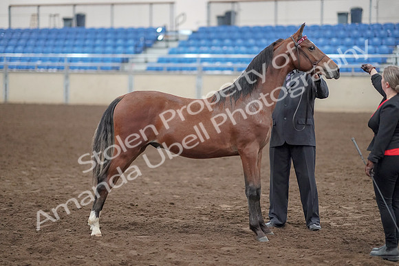 2019 Morgan Horse Show - Aug 31, 2019 - 00144