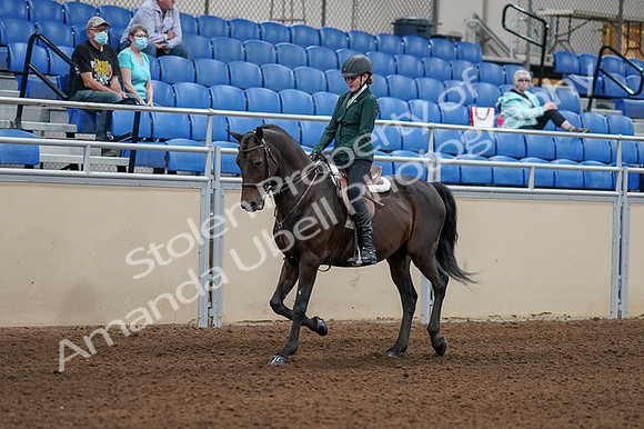 2020 - AB Morgan Horse - Fri, Sept 04 - 03940