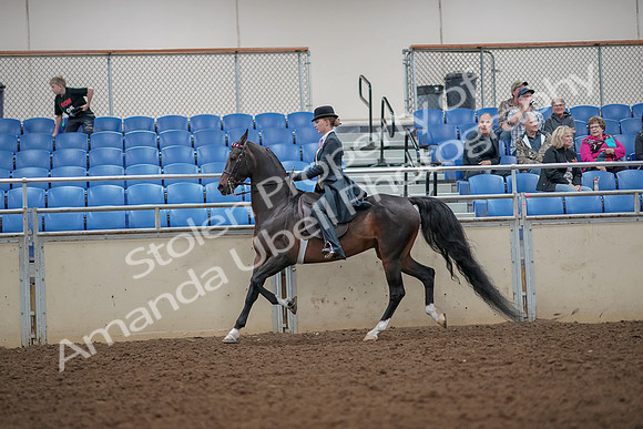2019 Morgan Horse Show - Aug 30, 2019 - 25105