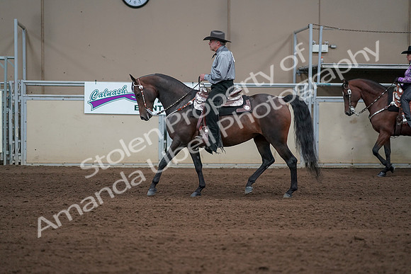 2019 Morgan Horse Show - Sept 01, 2019 - 06864