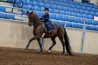 2020 - AB Morgan Horse - Fri, Sept 04 - 03634