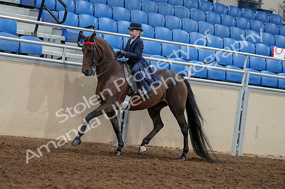2020 - AB Morgan Horse - Fri, Sept 04 - 03634