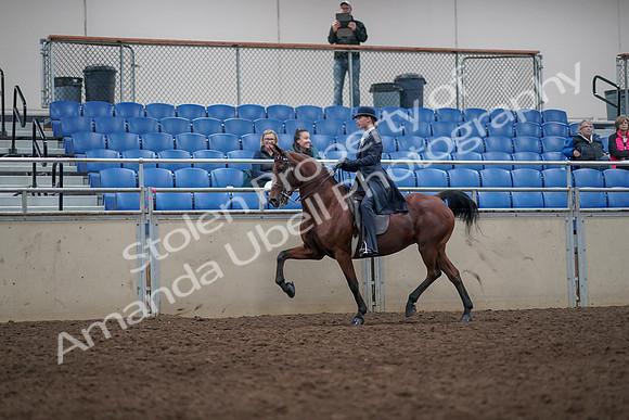 2019 Morgan Horse Show - Aug 31, 2019 - 09350