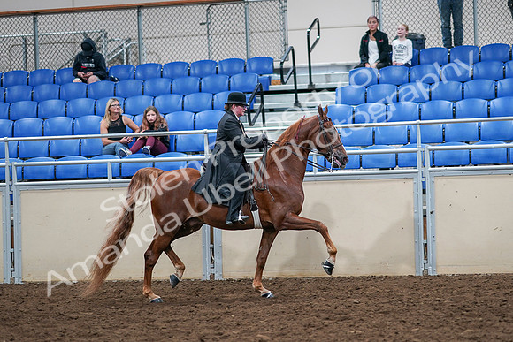 2020 - AB Morgan Horse - Sat, Sept 05 - 08272