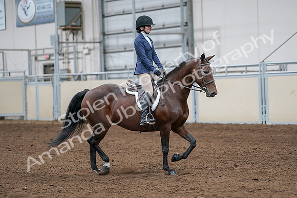 2020 - AB Morgan Horse - Fri, Sept 04 - 05972