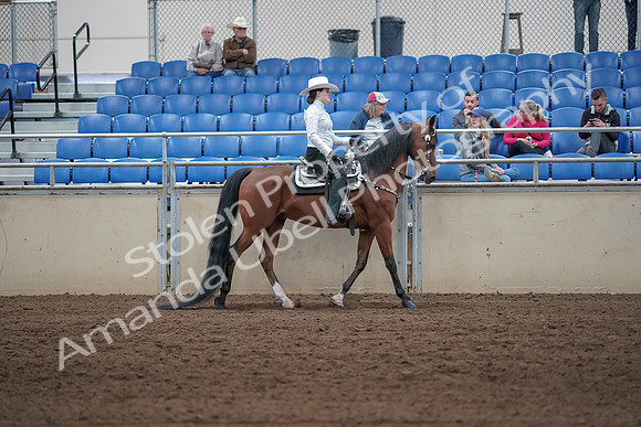 2019 Morgan Horse Show - Sept 01, 2019 - 07133