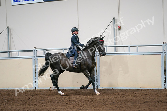 2020 - AB Morgan Horse - Fri, Sept 04 - 03070