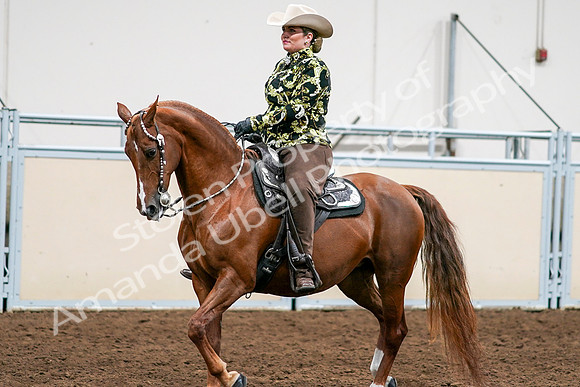 2020 - AB Morgan Horse - Sat, Sept 05 - 08991