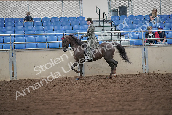 2019 Morgan Horse Show - Aug 30, 2019 - 15397