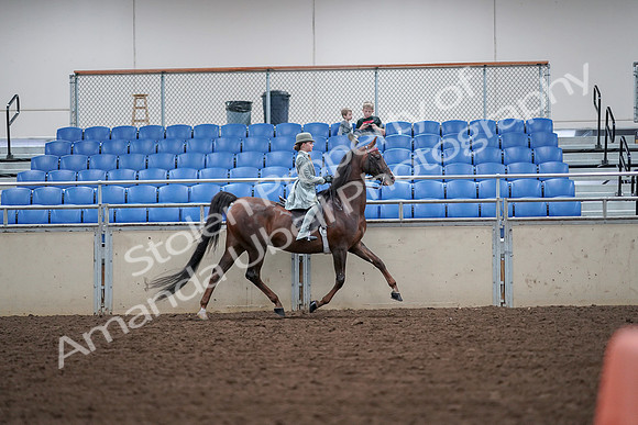 2019 Morgan Horse Show - Aug 30, 2019 - 18023