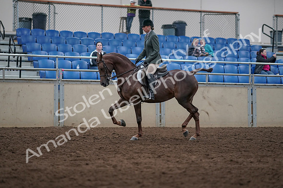 2019 Morgan Horse Show - Sept 01, 2019 - 08547