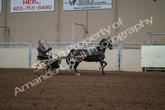2019 Morgan Horse Show - Aug 30, 2019 - 13376