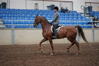 2019 Morgan Horse Show - Sept 01, 2019 - 12165