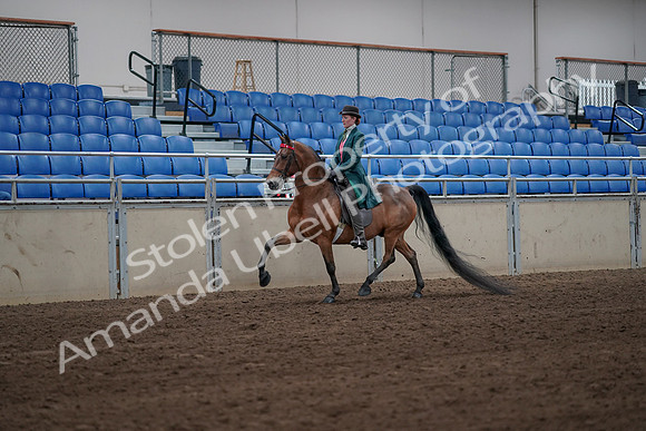 2019 Morgan Horse Show - Sept 01, 2019 - 13150