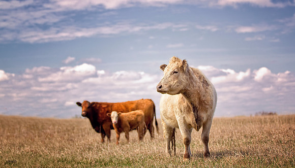 Domestic Animals - 013