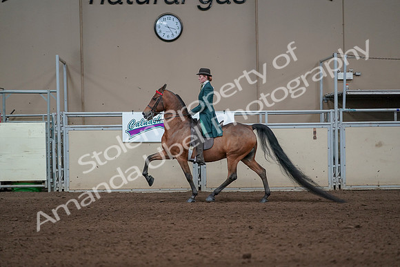 2019 Morgan Horse Show - Sept 01, 2019 - 13196