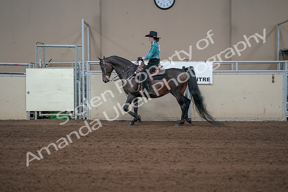 2019 Morgan Horse Show - Sept 01, 2019 - 06928