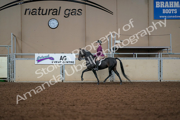 2019 Morgan Horse Show - Aug 30, 2019 - 23261