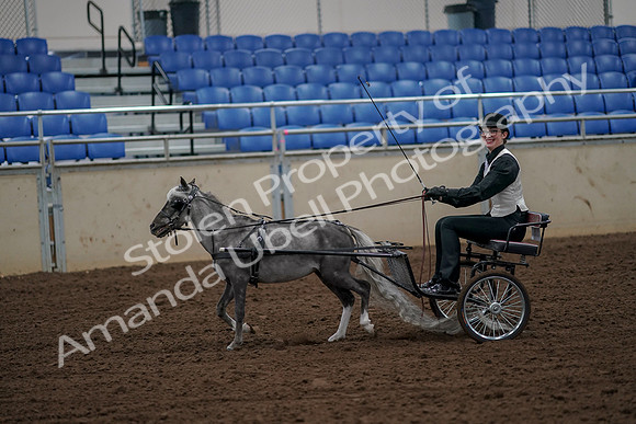 2019 Morgan Horse Show - Aug 30, 2019 - 13147