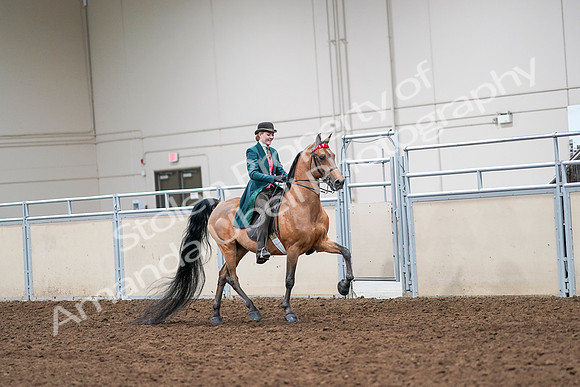 2020 - AB Morgan Horse - Sat, Sept 05 - 14009