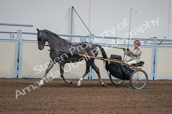 2020 - AB Morgan Horse - Sat, Sept 05 - 05879